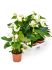 anthurium andraeanum sierra white 6tray wit h 40cm b 30cm potmaat 12cm