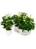 anthurium andraeanum white champion 4tray bush wit h 55cm b 35cm potmaat 17cm