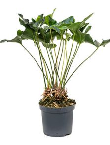 Anthurium ‘Arrow‘, Bush, H: 90cm, B: 60cm, potmaat: 30cm