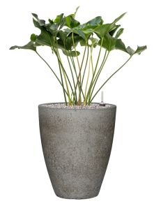 Anthurium ‘Arrow‘ in Cement & Stone, Grond (Vulkastrat), diam: 37cm, H: 101cm