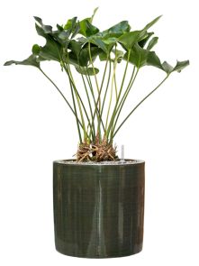 Anthurium ‘Arrow‘ in Plain Striped, Grond (Vulkastrat), diam: 36cm, H: 90cm