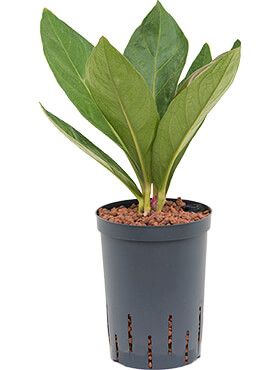 anthurium elipticum jungle hybriden bush h 45cm b 25cm potmaat 1519cm