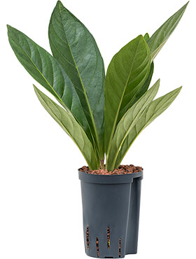 anthurium elipticum jungle hybriden bush h 45cm b 25cm potmaat 1519cm
