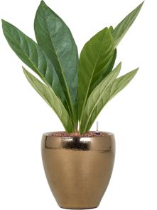 Anthurium elipticum ‘Jungle‘ hybriden in Amora, Hydrocultuur, diam: 21cm, H: 56cm