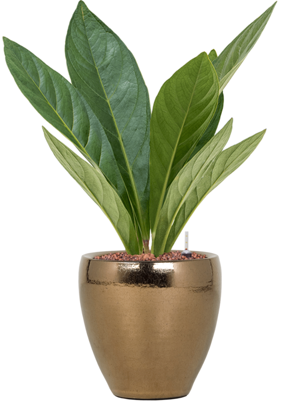 anthurium elipticum jungle hybriden in amora hydrocultuur diam 21cm h 56cm
