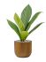anthurium elipticum jungle hybriden in capi nature groove diam 24cm h 64cm