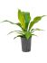 anthurium ellipticum jungle bush bush h 60cm b 35cm potmaat 1519cm