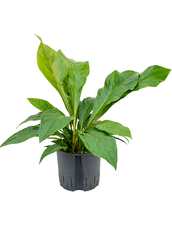 anthurium ellipticum jungle bush bush h 65cm b 60cm potmaat 2219cm