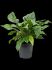 anthurium ellipticum jungle bush bush h 80cm b 75cm potmaat 30cm
