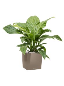 Anthurium ellipticum ‘Jungle Bush‘ in Lechuza Cube Premium, L: 30cm, H: 79cm