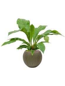 Anthurium ‘Jungle bush‘ in Capi Nature Groove Special, Hydrocultuur, diam: 29cm, H: 72cm