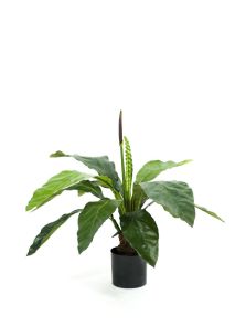 Anthurium Jungle, H: 80cm