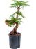 araucaria cunninghamii bonsai h 70cm b 30cm potmaat 1819cm