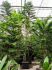 araucaria heterophylla bush h 800cm b 280cm potmaat 80cm
