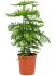 araucaria heterophylla bush h 90cm b 65cm potmaat 30cm