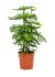 araucaria heterophylla bush h 90cm b 65cm potmaat 30cm