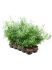 asparagus falcatus 10tray bush h 35cm b 20cm potmaat 12cm