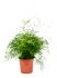 asparagus setaceus plumosus bush h 75cm b 45cm potmaat 27cm