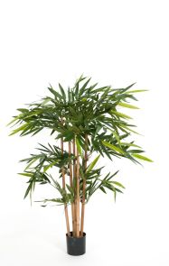 Bamboe de Luxe, H: 120cm