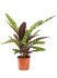 calathea insignis bush h 50cm b 30cm potmaat 17cm