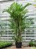 caryota mitis 350400 bush h 350cm b 150cm potmaat 70cm