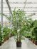 caryota mitis bush 200300 h 250cm b 150cm potmaat 41cm