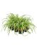 chlorophytum comosum atlantic 6tray h 25cm b 20cm potmaat 12cm