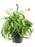 chlorophytum comosum green bonnie hanger h 40cm b 40cm potmaat 19cm
