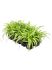 chlorophytum comosum variegatum 10tray h 20cm b 20cm potmaat 12cm