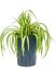 chlorophytum comosum variegatum h 40cm b 20cm potmaat 1519cm