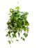 cissus rhombifolia ellen danica hanger h 40cm b 35cm potmaat 17cm