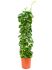 cissus rotundifolia draadzuil h 120cm b 30cm potmaat 24cm