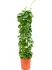 cissus rotundifolia draadzuil h 120cm b 30cm potmaat 24cm