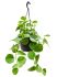 cissus rotundifolia hanger h 50cm b 30cm potmaat 20cm
