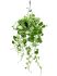 cissus rotundifolia hanger h 50cm b 30cm potmaat 20cm