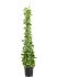 cissus rotundifolia piramide h 150cm b 35cm potmaat 24cm