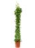 cissus rotundifolia piramide h 160cm b 40cm potmaat 27cm