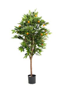 Citrusboom Mandarijn met mandarijnen, H: 140cm
