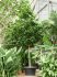 coccoloba diversifolia stam h 350cm b 150cm potmaat 96cm