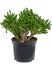 crassula ovata horntree h 50cm b 35cm potmaat 23cm