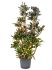 croton codiaeum variegatum mammi vertakt h 140cm b 70cm potmaat 3026cm