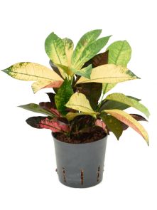 Croton (Codiaeum) variegatum ‘Mrs. Iceton‘, Toef, H: 30cm, B: 15cm, potmaat: 13/12cm