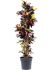 croton codiaeum variegatum mrs iceton vertakt h 170cm b 60cm potmaat 34cm