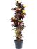 croton codiaeum variegatum mrs iceton vertakt h 170cm b 60cm potmaat 34cm