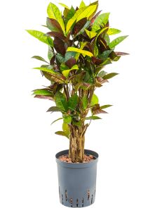 Croton (Codiaeum) variegatum ‘Mrs. Iceton‘, Vertakt, H: 80cm, B: 35cm, potmaat: 18/19cm