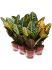 croton codiaeum variegatum petra 6tray h 30cm b 25cm potmaat 12cm
