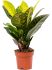 croton codiaeum variegatum petra h 45cm b 25cm potmaat 17cm
