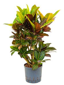 Croton (Codiaeum) variegatum ‘Petra‘, Vertakt, H: 100cm, B: 50cm, potmaat: 22/19cm