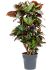 croton codiaeum variegatum petra vertakt h 110cm b 50cm potmaat 27cm