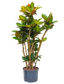 Croton (Codiaeum) variegatum ‘Petra‘, Vertakt, H: 120cm, B: 50cm, potmaat: 25/19cm